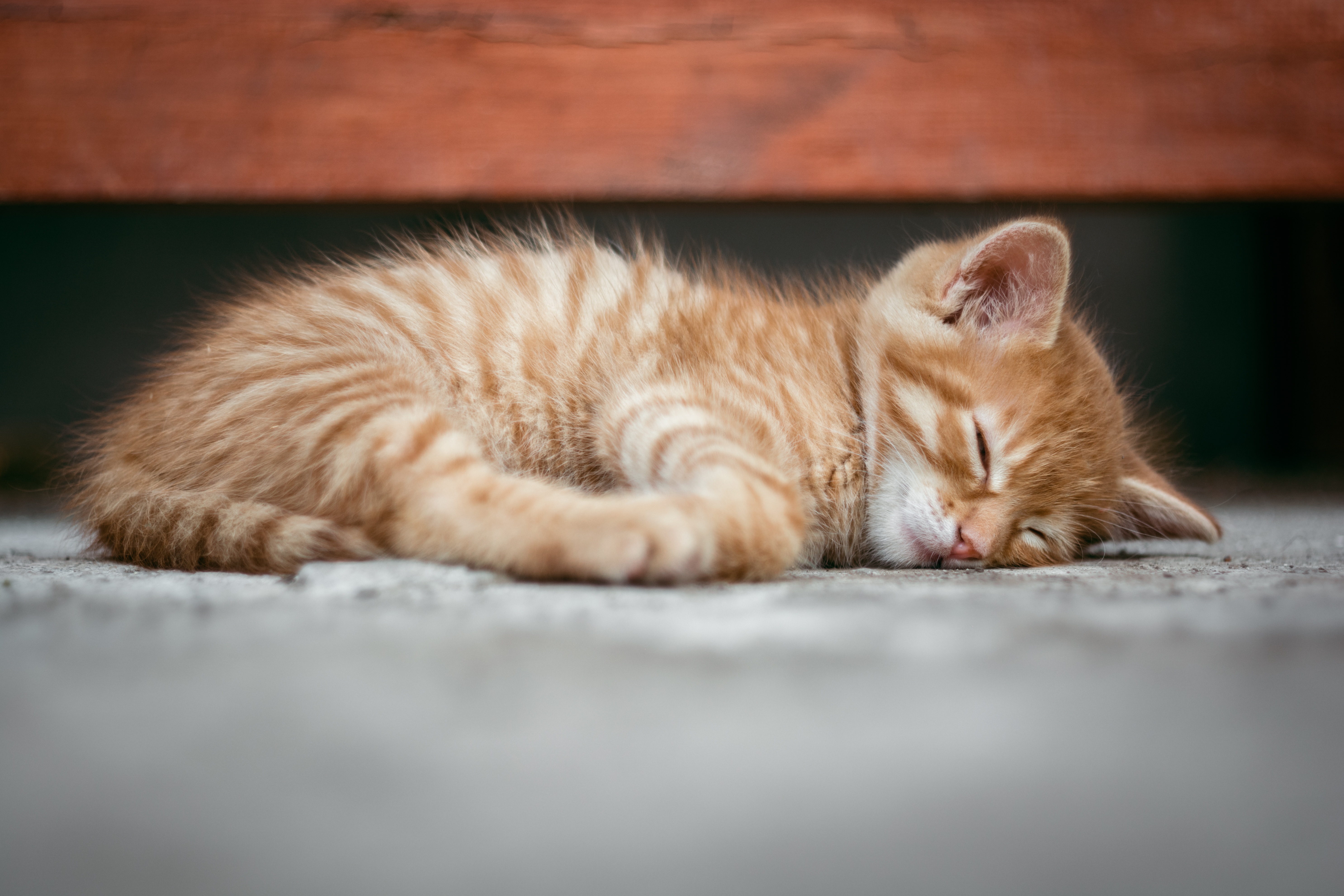 TANDA-TANDA KUCING YANG CACINGAN TANDA-TANDA KUCING YANG CACINGAN