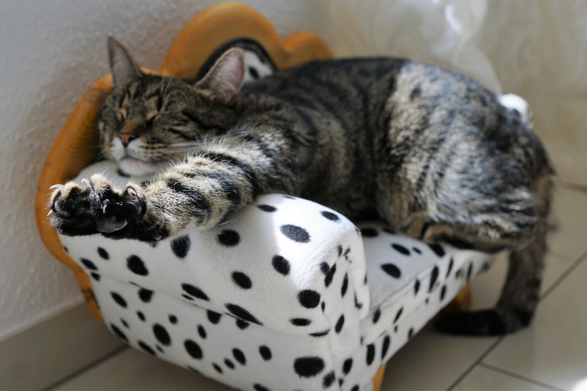 KENAPA KUCING SELALU MENGGEMASKAN? KENAPA KUCING SELALU MENGGEMASKAN?
