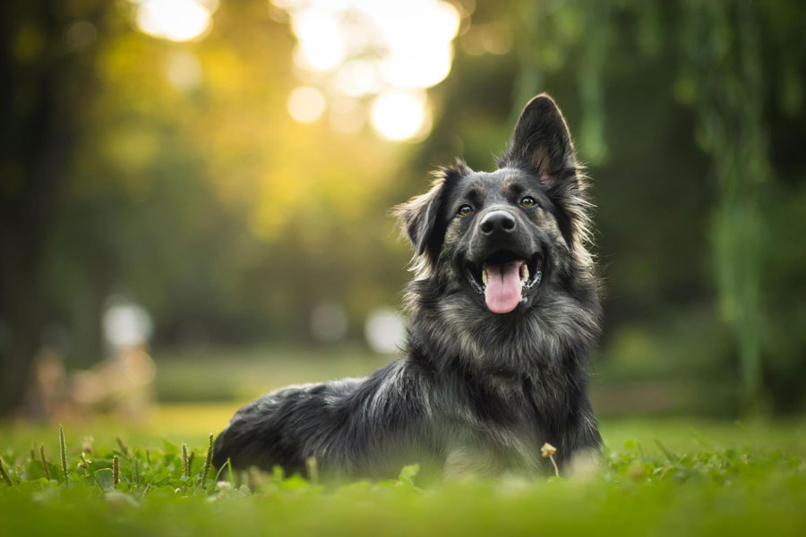 Foto anjing German Shepherd