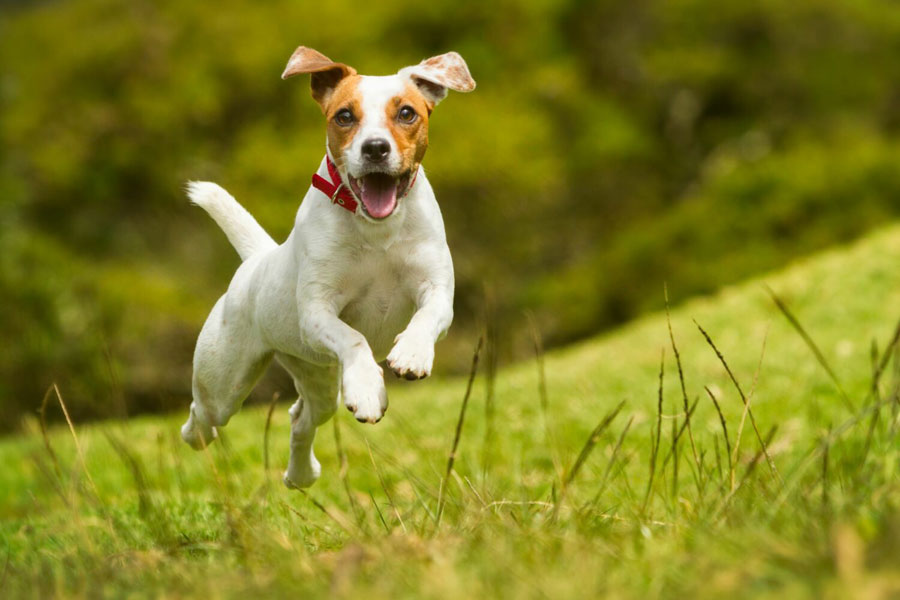 Foto anjing Jack Russel Terrier