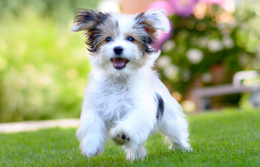 Gambar anak anjing berlari
