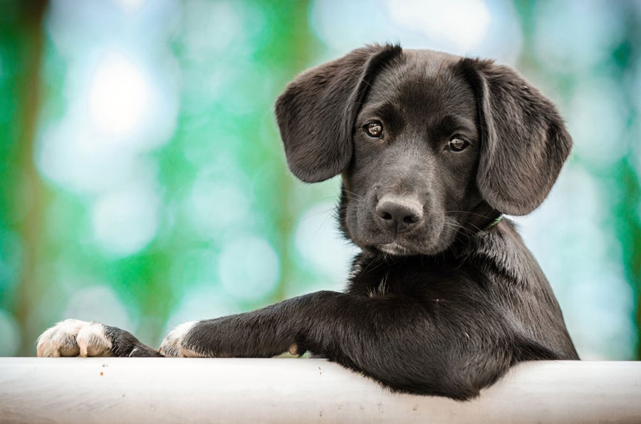 Gambar anak anjing hitam