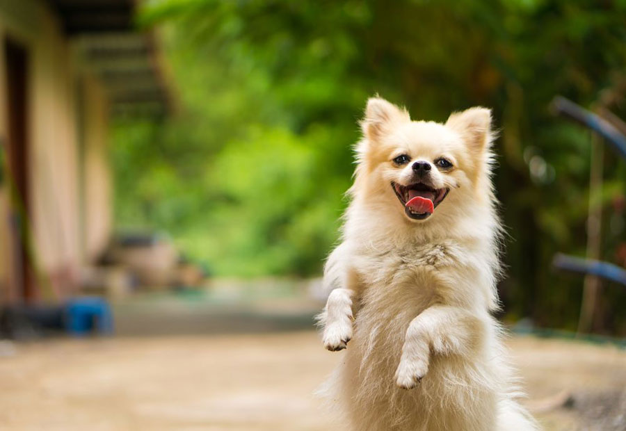 Gambar anjing bahagia