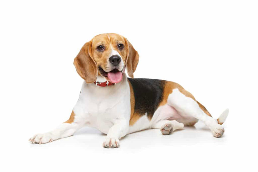 Gambar anjing Beagle