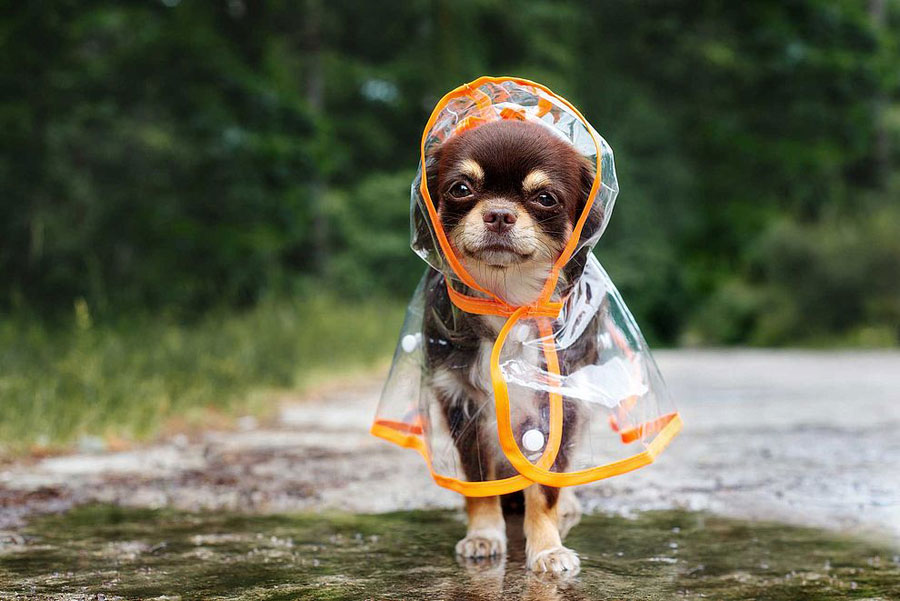 Gambar anjing Chihuahua