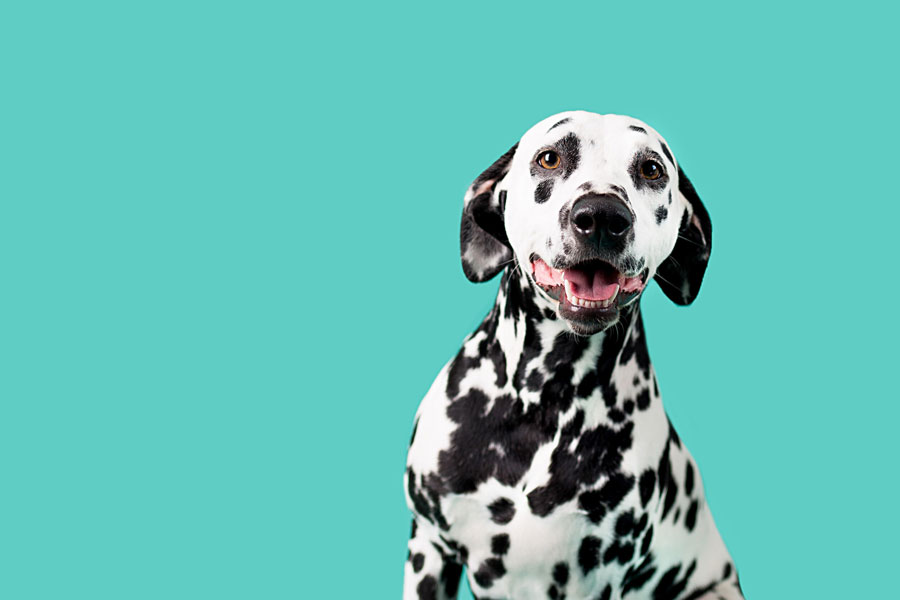 Gambar anjing Dalmatian