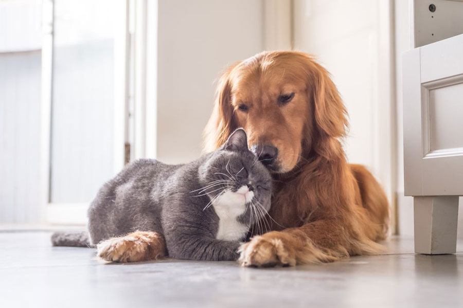 Gambar anjing Golden Retriever dan teman kucingnya