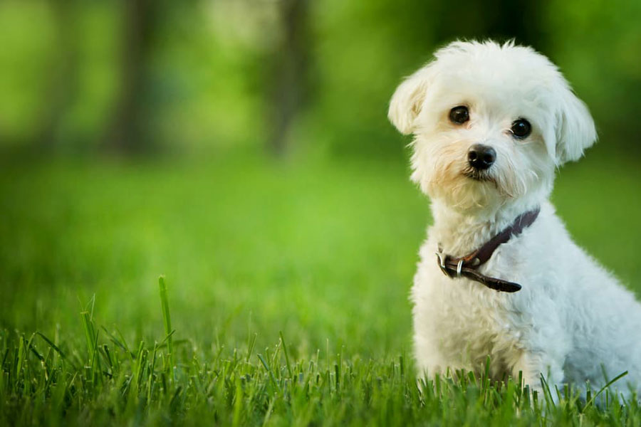 Gambar anjing Maltese