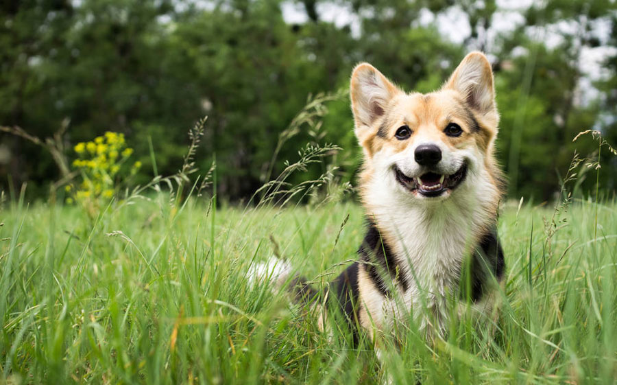 Gambar anjing Welsh Corgi