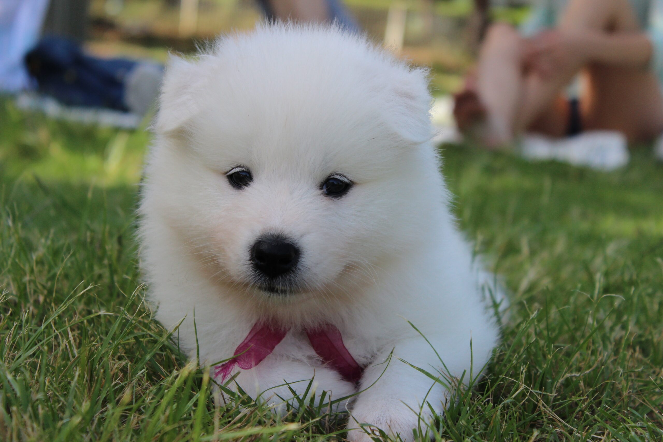 Samoyed The Artic Star