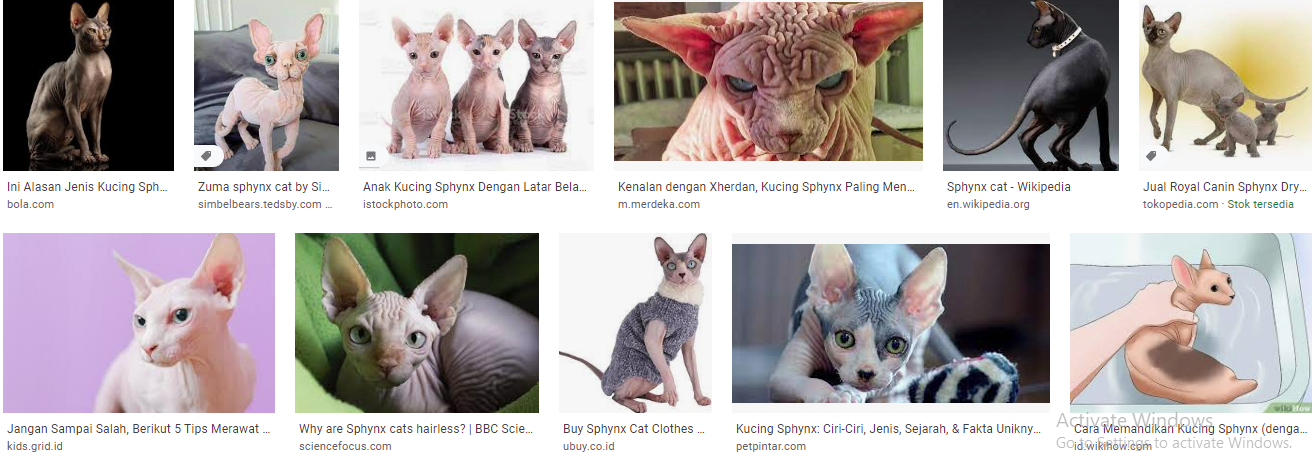 Sphynx, Si Kucing Tanpa Rambut Sphynx, Si Kucing Tanpa Rambut