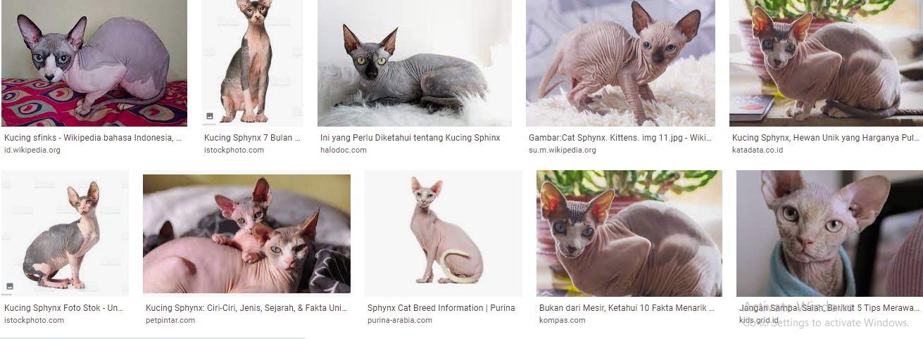 Sphynx, Si Kucing Tanpa Rambut