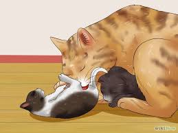 Merawat Kitten Tanpa Induk