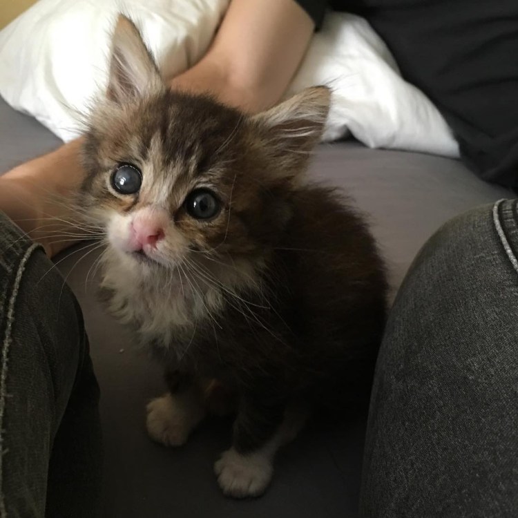 Sage si Kucing Ajaib!