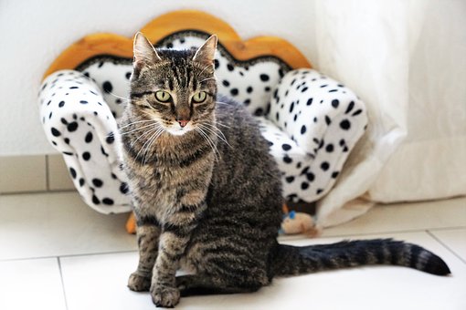 8 Tanda Kucing Jatuh Cinta Pada Pemiliknya