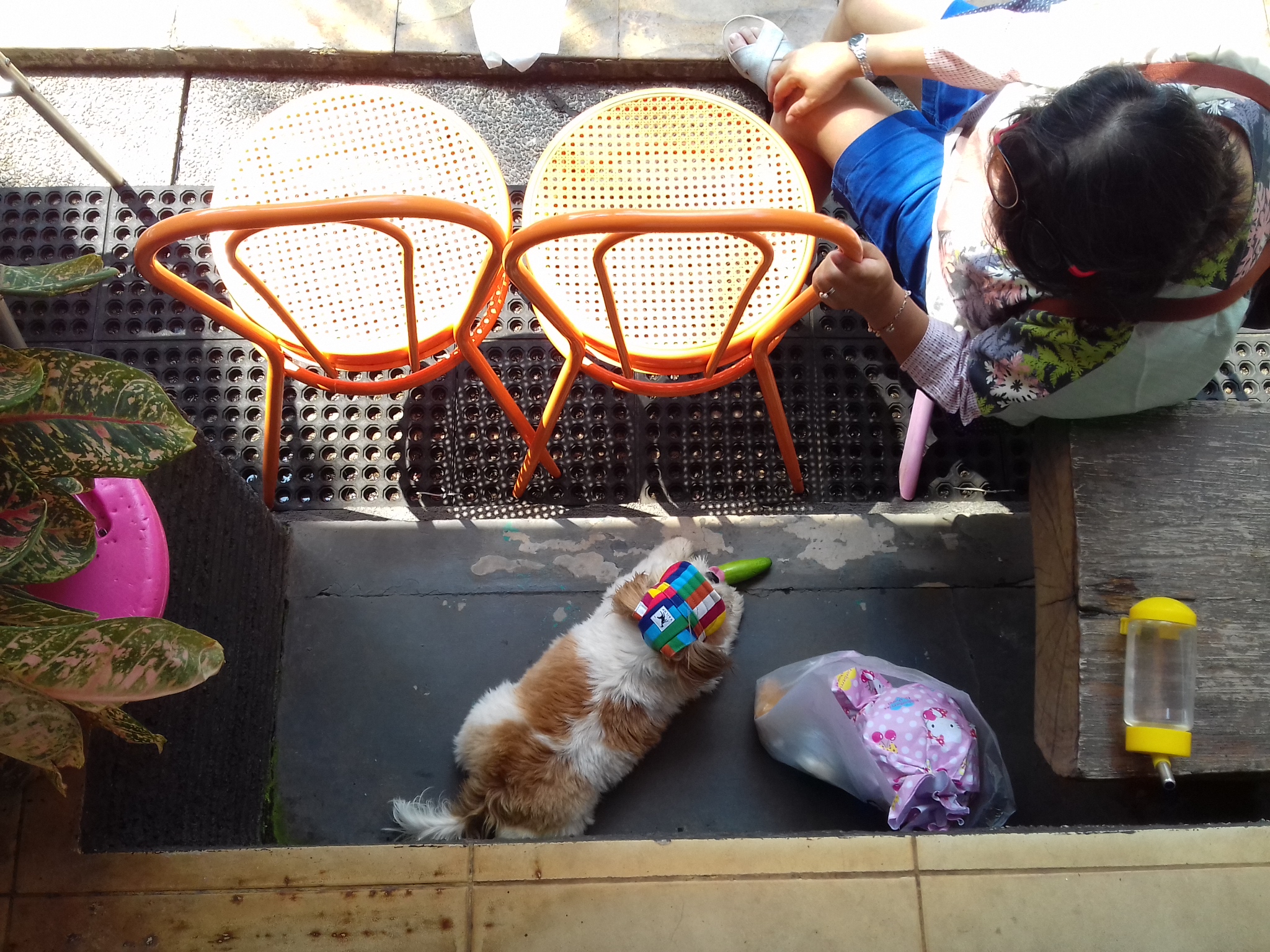 Cara Merawat Rambut Indah Shih Tzu