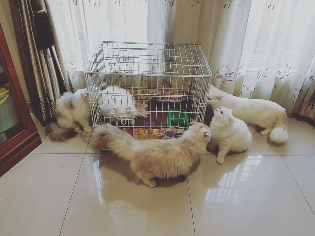 Kucing Bagian dari Keluarga