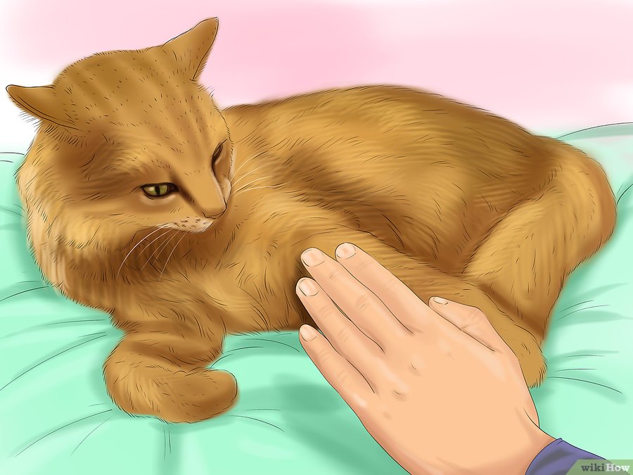 LEUKIMIA TERJADI PADA KUCING KITA, LAKUKAN HAL-HAL INI