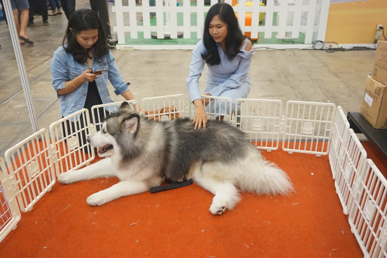 Elvis Si Manis Alaskan Malmute