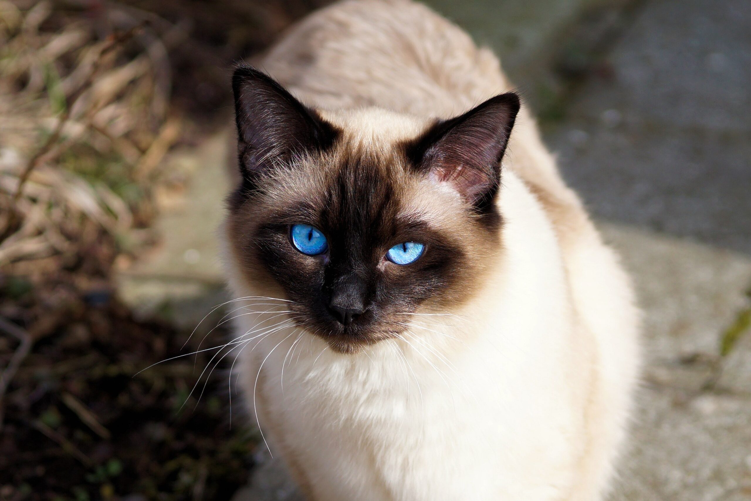 Kucing Siam si Manis dari Thailand Kucing Siam si Manis dari Thailand