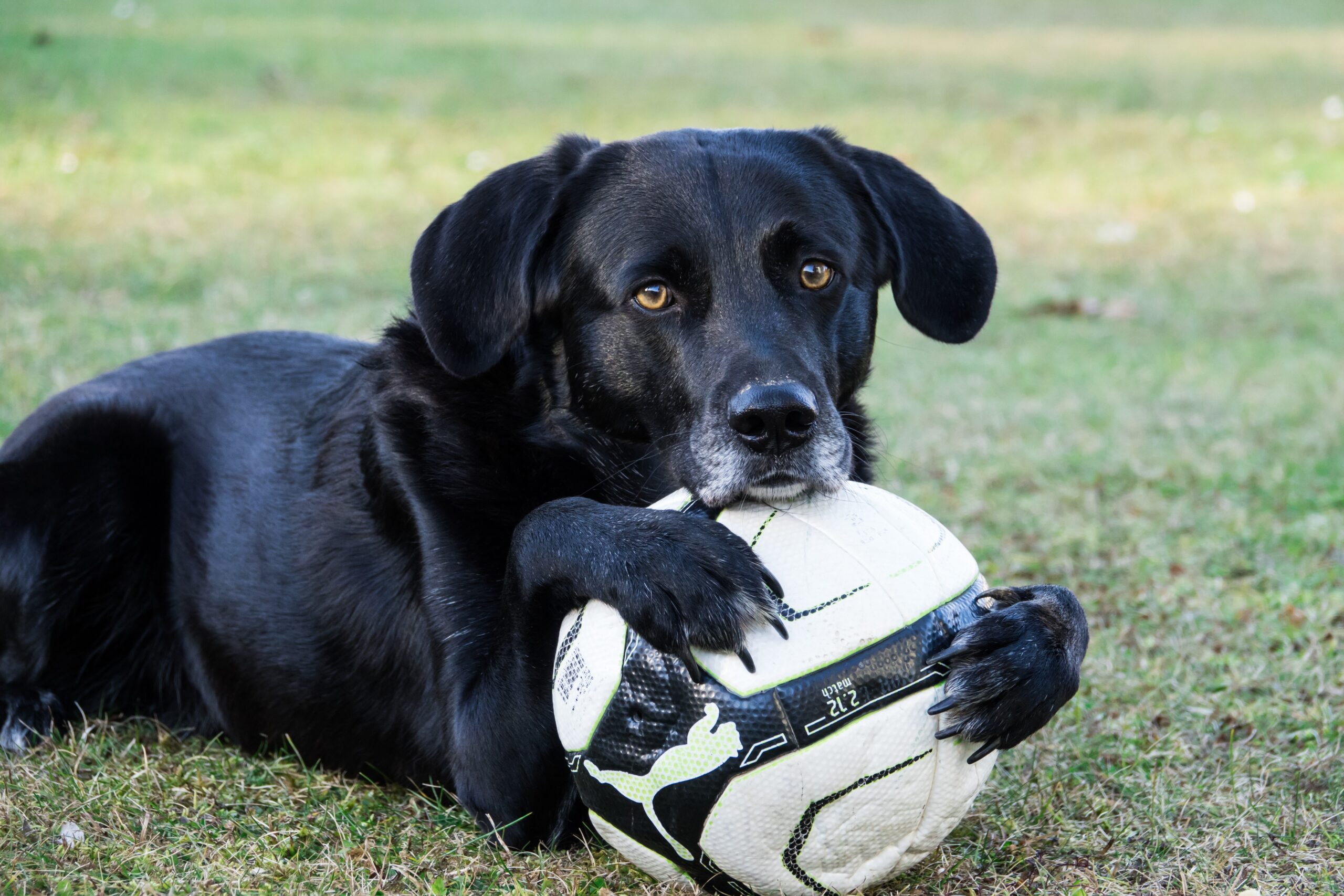 Labrador si Anjing ramah