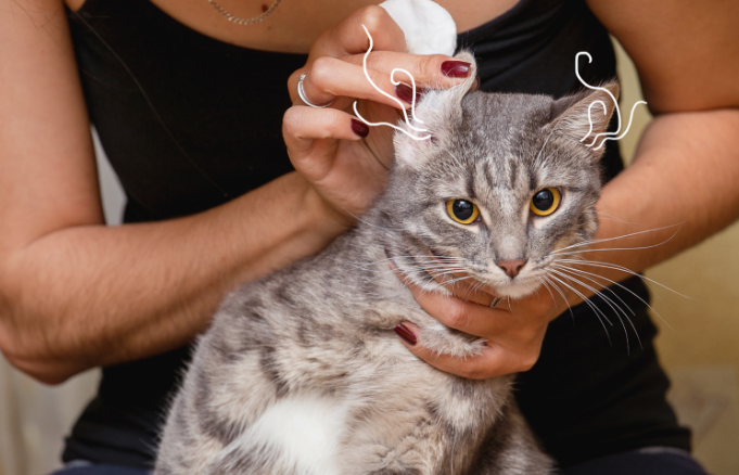 Cat Ear Tip Bolehkah Dilakukan (ZoetisPetcare)