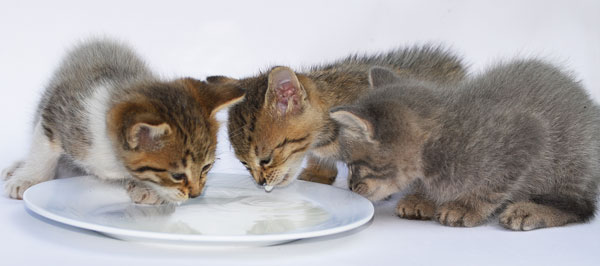 Mengenalkan Makanan Pada Kitten Yang Baru Disapih