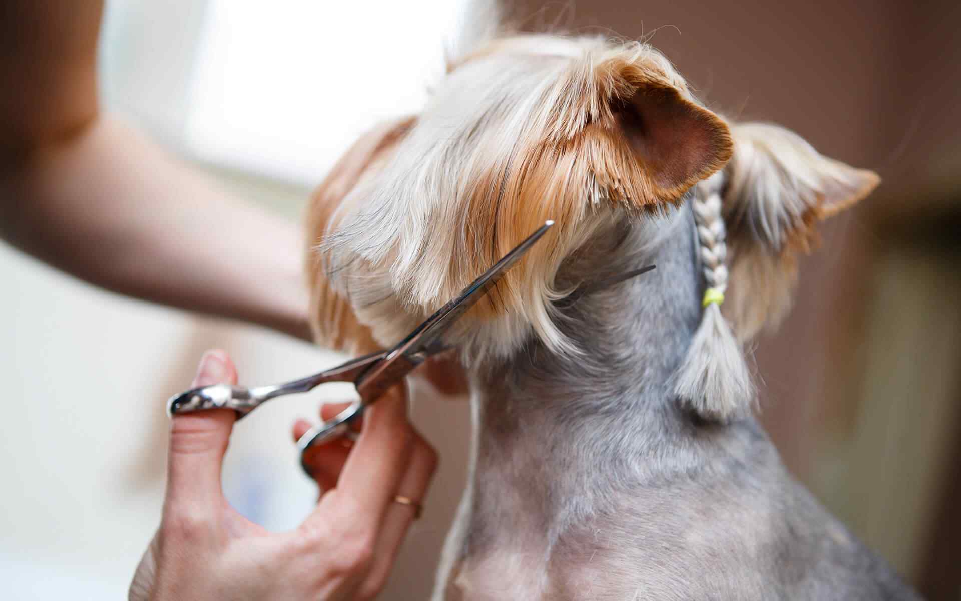 Best Summer Activities for Dog Owners