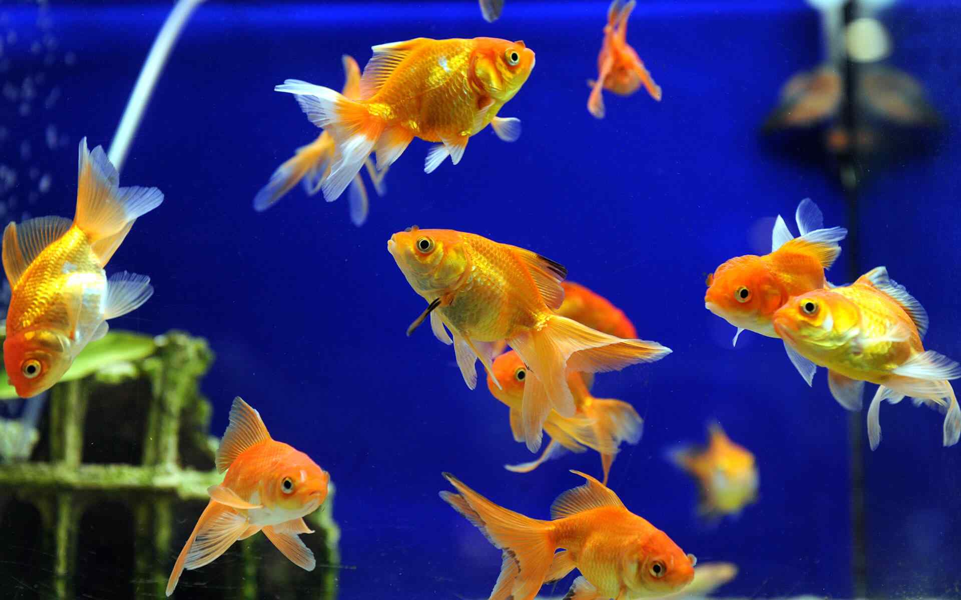 Top 10 Trendiest Pet Names for 2019