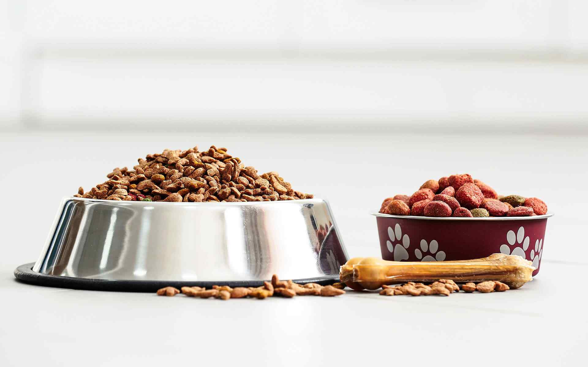 Keeping Your Pet Active Year-Round