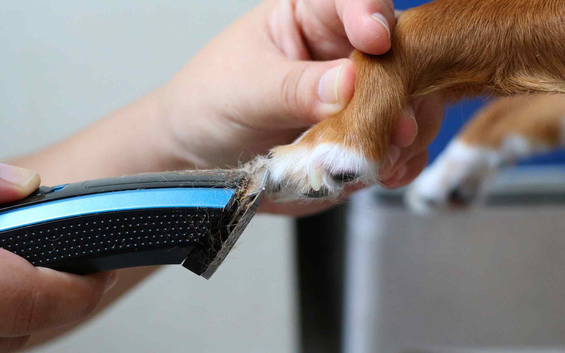 Keeping An Eye on Your Cat’s Eyes