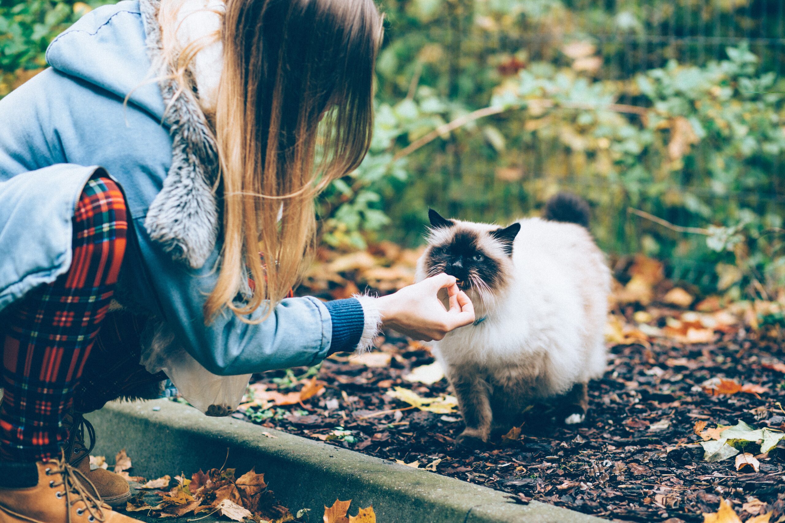 Kucing Lokal Tingkahnya Buat Terpingkal