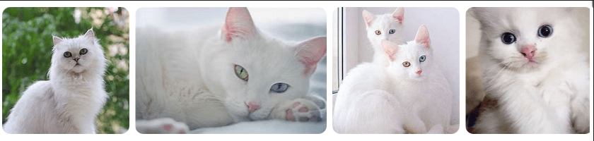 Gambar Kucing Putih Cantik Menggemasakan