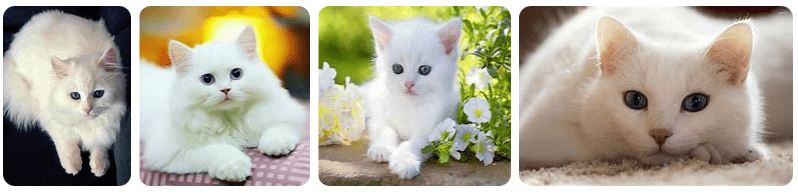 Gambar Kucing Putih Cantik