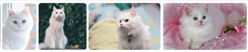 Inilah Gambar Kucing Putih Cantik yang Lucu