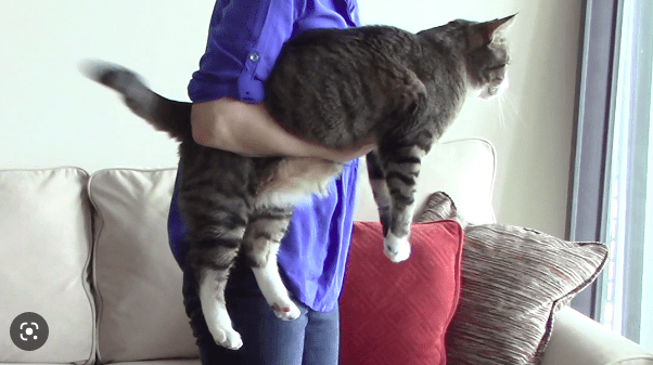 Tips Agar Kucing Mau Digendong dan Tidak Mencakar (Alana Stevenson)