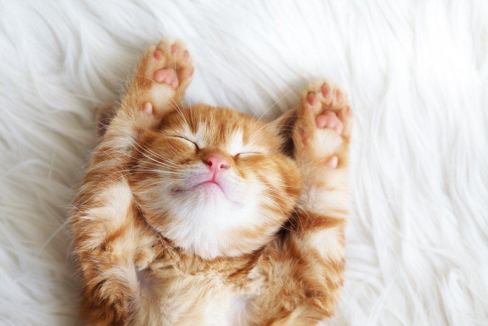 Amankah Tidur Dengan Hewan Peliharaan?