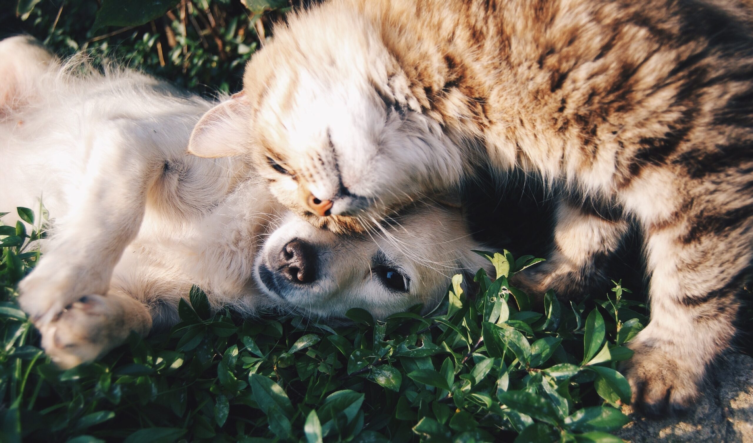 Kenapa Anjing Dan Kucing Suka Dielus?
