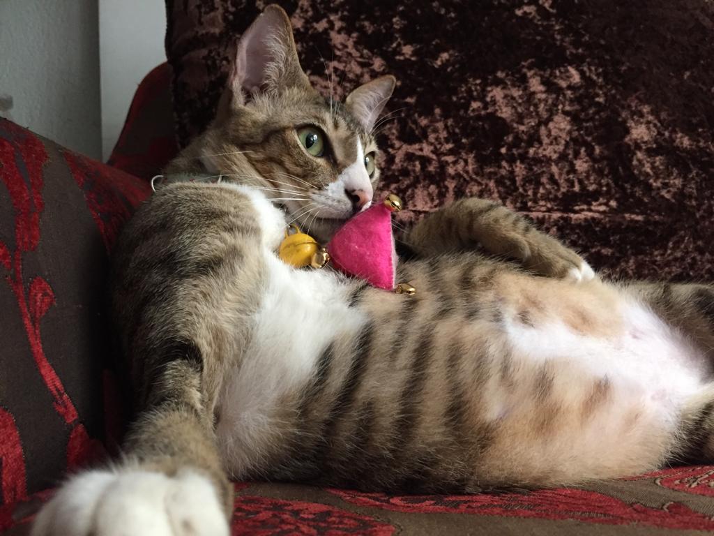 Pencinta Kucing Yang Hobi Traveling