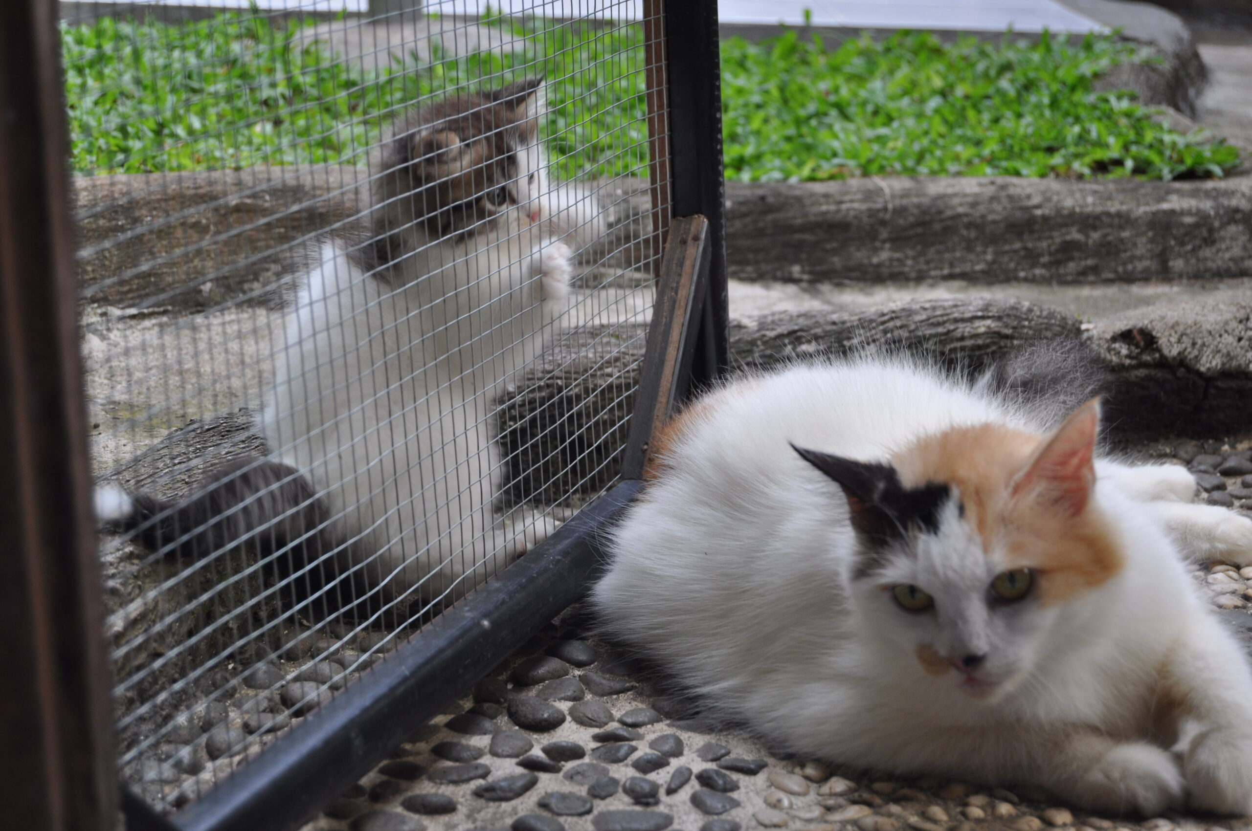 Traveling Bersama Kucing? Ini Triknya
