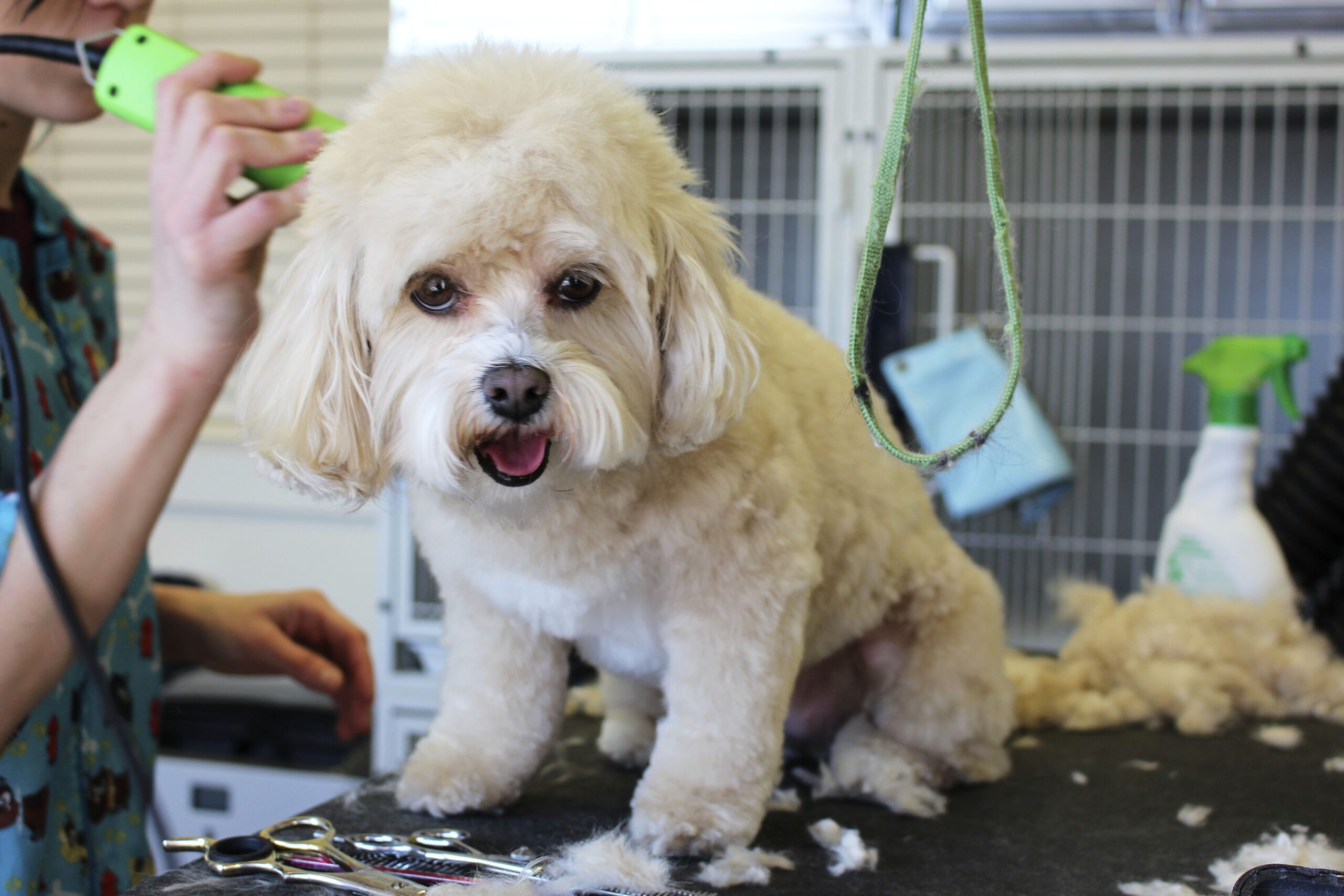 Grooming pada anjing, pentingkah ?