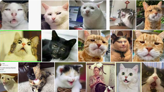 Foto Kucing Ngeselin Tapi Kocak Banget. 13 Fakta Unik.