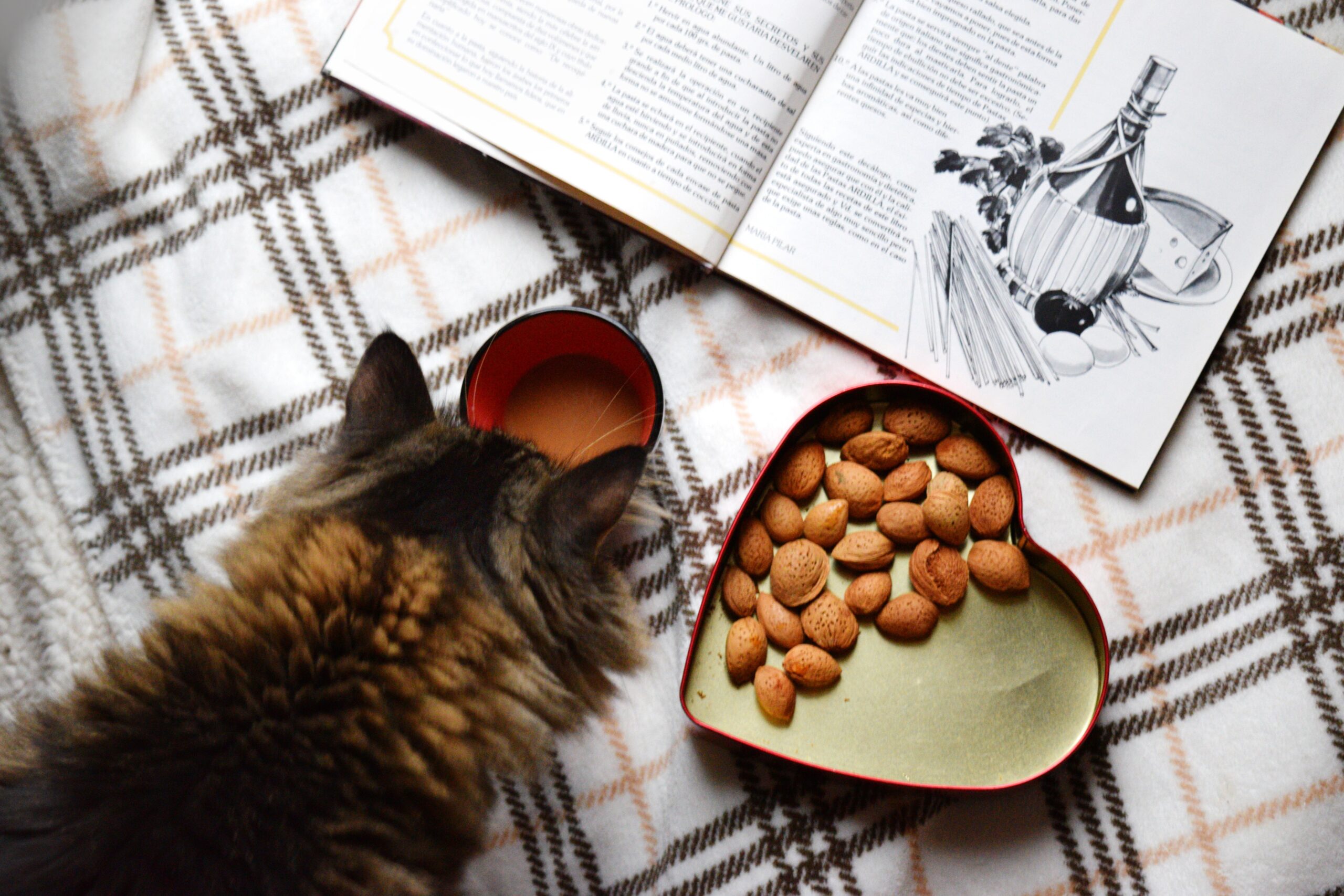 Nutrisi Makanan Kucing Agar Tumbuh Sehat dan Bulu Mengkilat