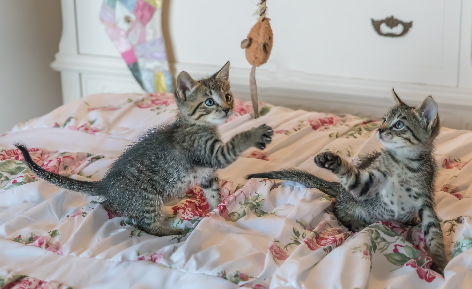 RUMAH KUCING PARUNG