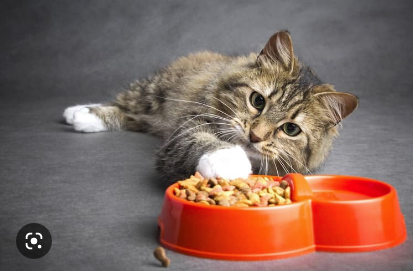 Makanan tinggi protein untuk kucing