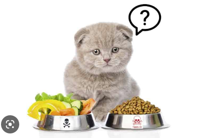Nutrisi Makanan Kucing Agar Tumbuh Sehat