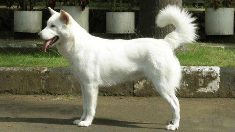 ANJING KINTAMANI MENDAPAT PENGAKUAN DUNIA ANJING KINTAMANI MENDAPAT PENGAKUAN DUNIA