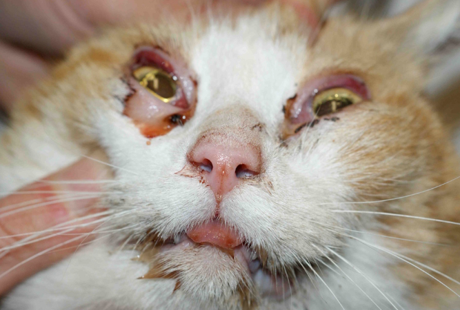 Cara mengobati Chlamydia felis pada kucing (MonVet)