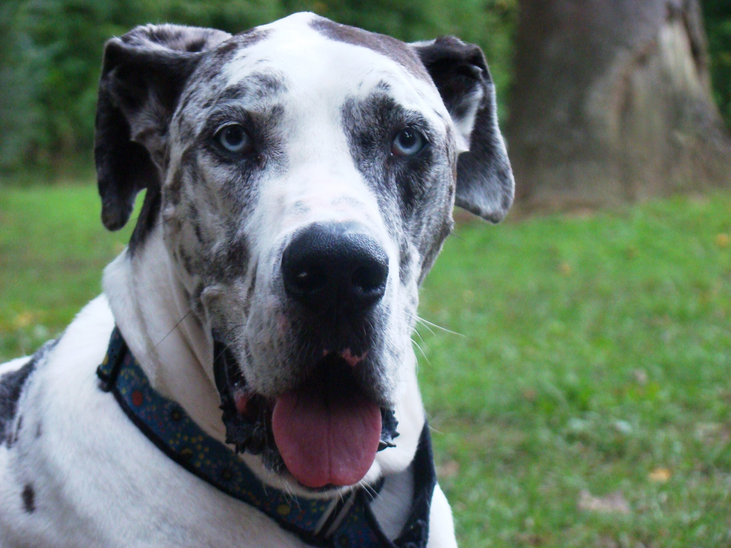 Great Dane