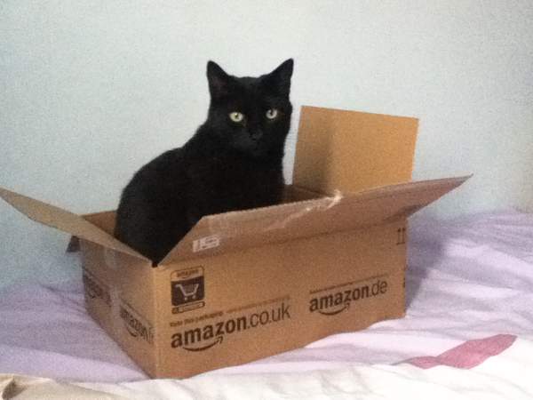 Kenapa Kucing Suka Sekali Bermain Dengan Kardus?